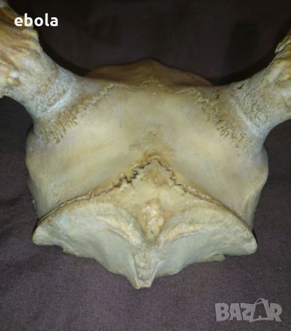 Северен елен, снимка 8 - Ловно оръжие - 28423687