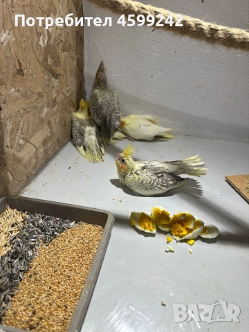 Бебета Корели , снимка 2 - Папагали - 53298173