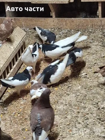 пазарджишки гълаби , снимка 3 - Гълъби - 48938177