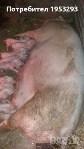 Свиня майка бяла българка