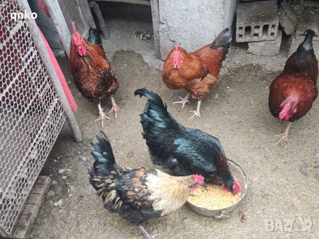 Продавам петли, снимка 4 - Кокошки и пуйки - 53077225