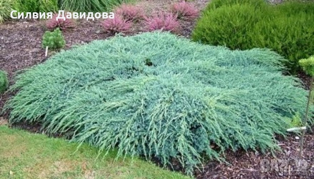 Юниперус , снимка 16 - Градински цветя и растения - 52770817