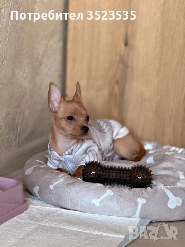 Кръстоска между пинчер и чихуахуа, снимка 1