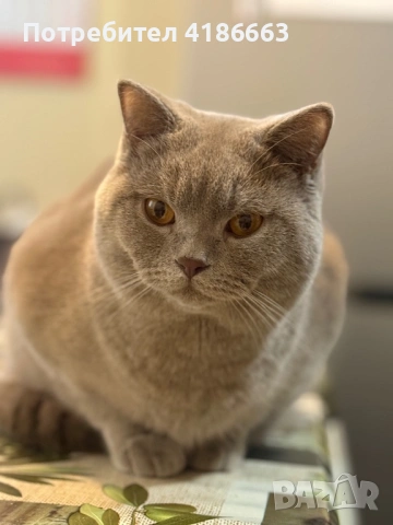 Британска късокосместа цвят люляк за разплод , снимка 13 - Британска късокосместа - 52412010