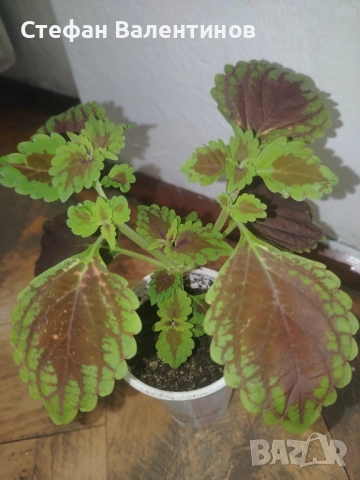 Копривка (Колеус) , снимка 3 - Стайни растения - 52439480