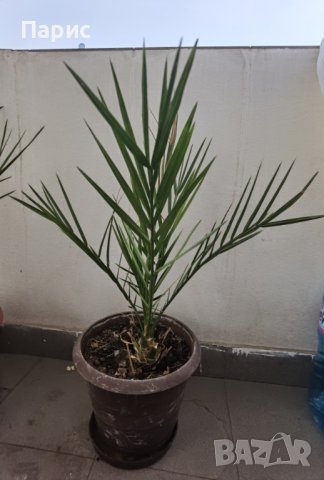 Финикова палма 2 размера, снимка 6 - Стайни растения - 38287992
