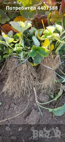 Разсад ягоди и малини , снимка 15 - Разсади - 49438431