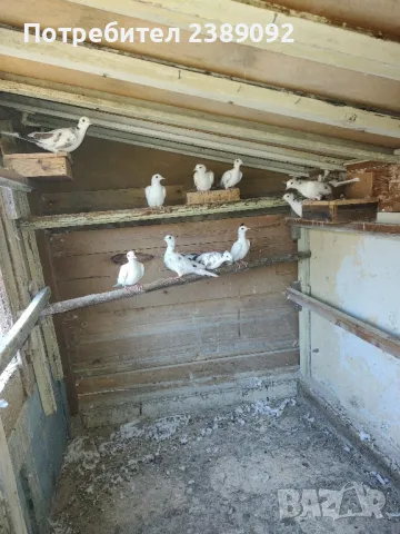 Скумрийки, снимка 3 - други­ - 47727683