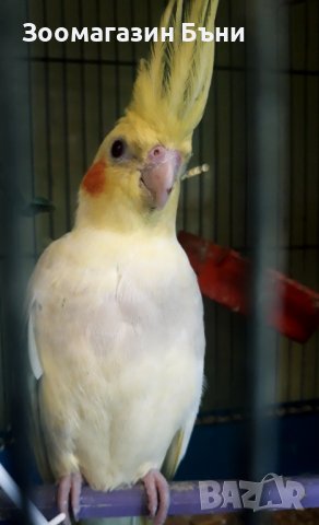 Корели, снимка 1