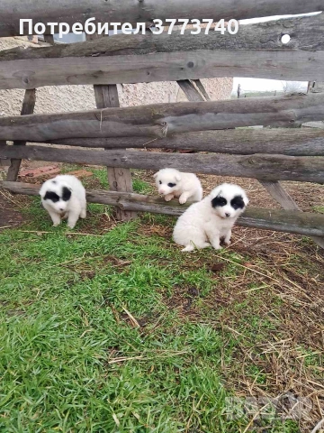 Подарявам кученца-каракачанки, снимка 3 - Каракачанска овчарка - 53012521