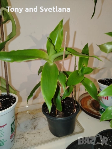 Ароматна кализия- стайно растение с множество лечебни свойства 