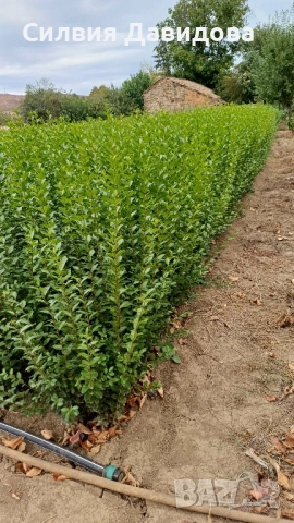 0.70 лв Лигуструм на корен, снимка 14 - Градински цветя и растения - 52023071