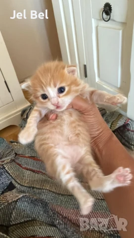 Ангорско Коте с Хигиенни Навици и Доставка до Вашия Град