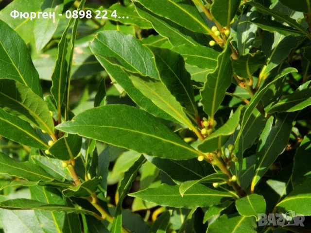 Дафинов лист, снимка 1 - Стайни растения - 27515072