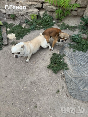 мъжко чихуахуа за разплод, снимка 3 - Чихуахуа - 52818615