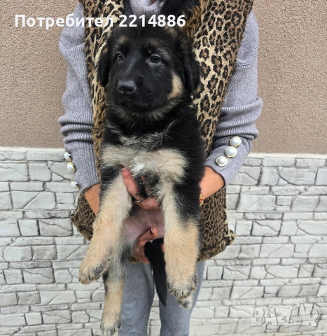 Немска овчарка  , снимка 5 - Немска овчарка - 52970117