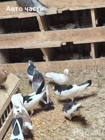 пазарджишки гълаби , снимка 12 - Гълъби - 48938177