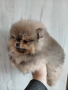 продавам померан , снимка 4