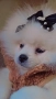 Померан женско, снимка 2