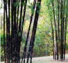 100 бр бамбукови семена градински растения Черен цвят бамбук Moso-Bamboo за декорация на градината д, снимка 17