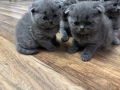Шотландски клепоухи пухчета, снимка 3