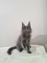 Мейн кун котенца / Maine coon kittens, снимка 10