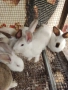 Продавам зайци , снимка 1