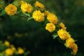 Кичеста японска керия, снимка 1 - Градински цветя и растения - 32809494