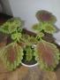 Копривка (Колеус) , снимка 3