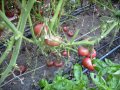 Разсад и семена от домат- тъмно червен  от Крим., снимка 6