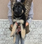 Немска овчарка  , снимка 5