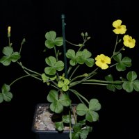 Оксалис (Oxalis megalorrhiza) - каудекс, снимка 1 - Стайни растения - 37398217