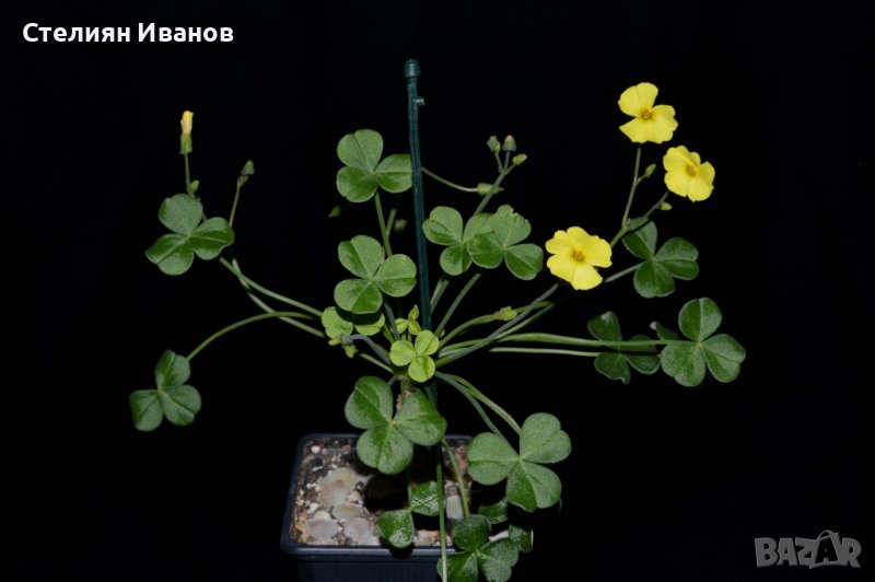 Оксалис (Oxalis megalorrhiza) - каудекс, снимка 1