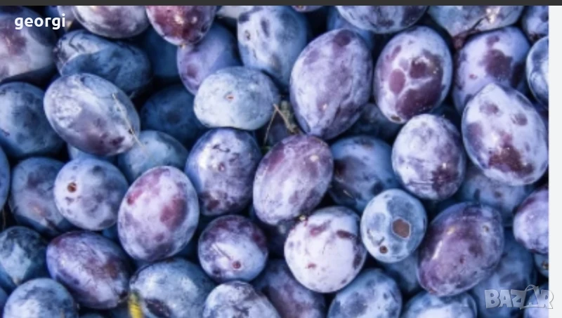 сини сливи за ракия, снимка 1