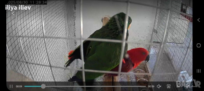 двойка папагали еклектус + 2 малки, снимка 1