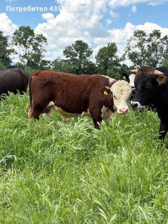 Домашно Телешко Месо 100%БИО-Свинско месо полувинки и четвъртини-8.50лв/кг, снимка 1