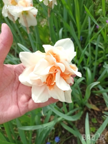 Предлагам 5 сорта много едри нарциси, снимка 1