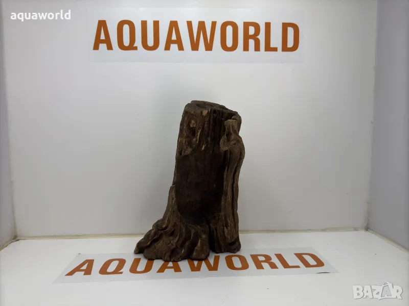 Африкански корен 6, снимка 1