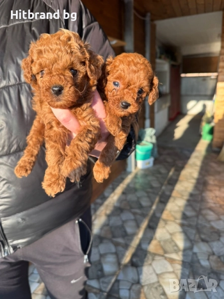 Пудел Той , снимка 1