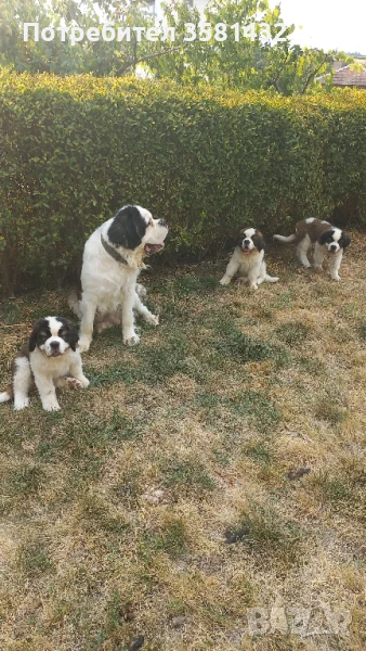 свободни мъжко и женско санбернарче, снимка 1