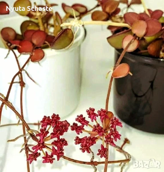 Hoya Carmelae , снимка 1