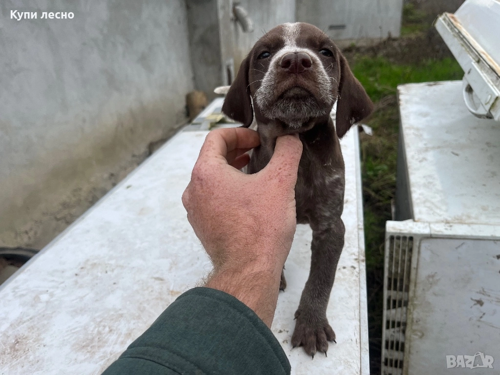 Кученца за трюфели , снимка 1