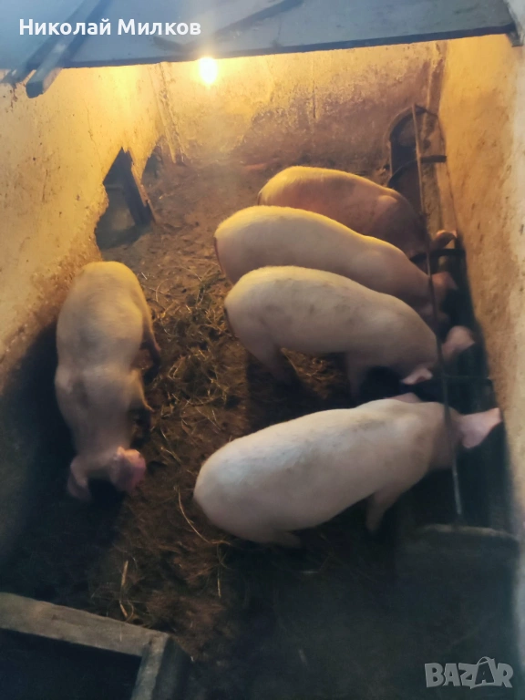 Прасета, снимка 1