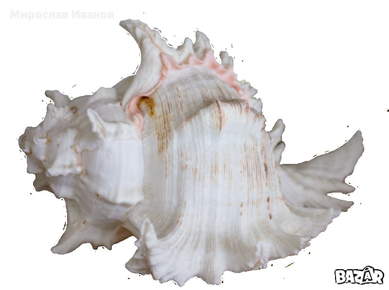 морска раковина от остров Кох Самуи, снимка 1