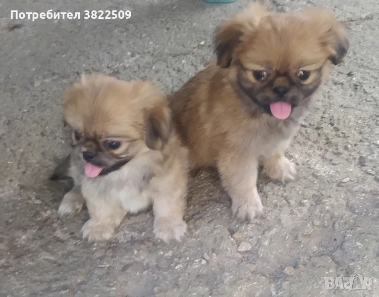 пекинез, снимка 1