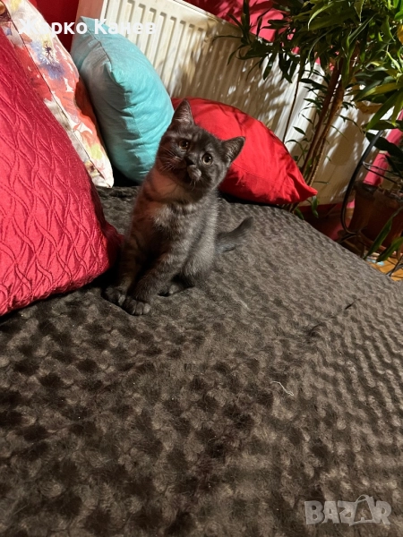 Британче, снимка 1