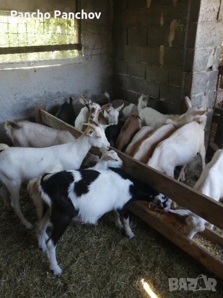 продавам ярета и кози , снимка 1