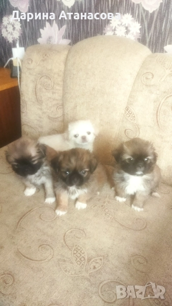 Мини пекинези, снимка 1