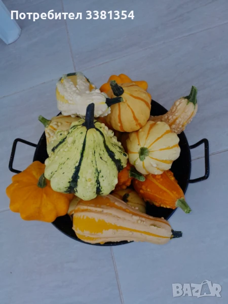 Декоративни тикви, снимка 1