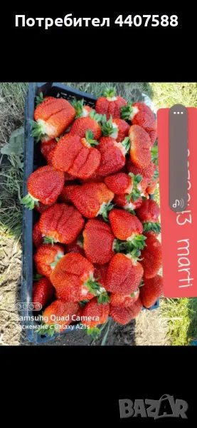 Разсад ягоди и малини , снимка 1